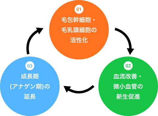 発毛効果が実現するサイクル